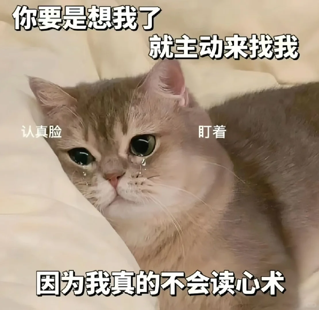 《猫咪表情包》