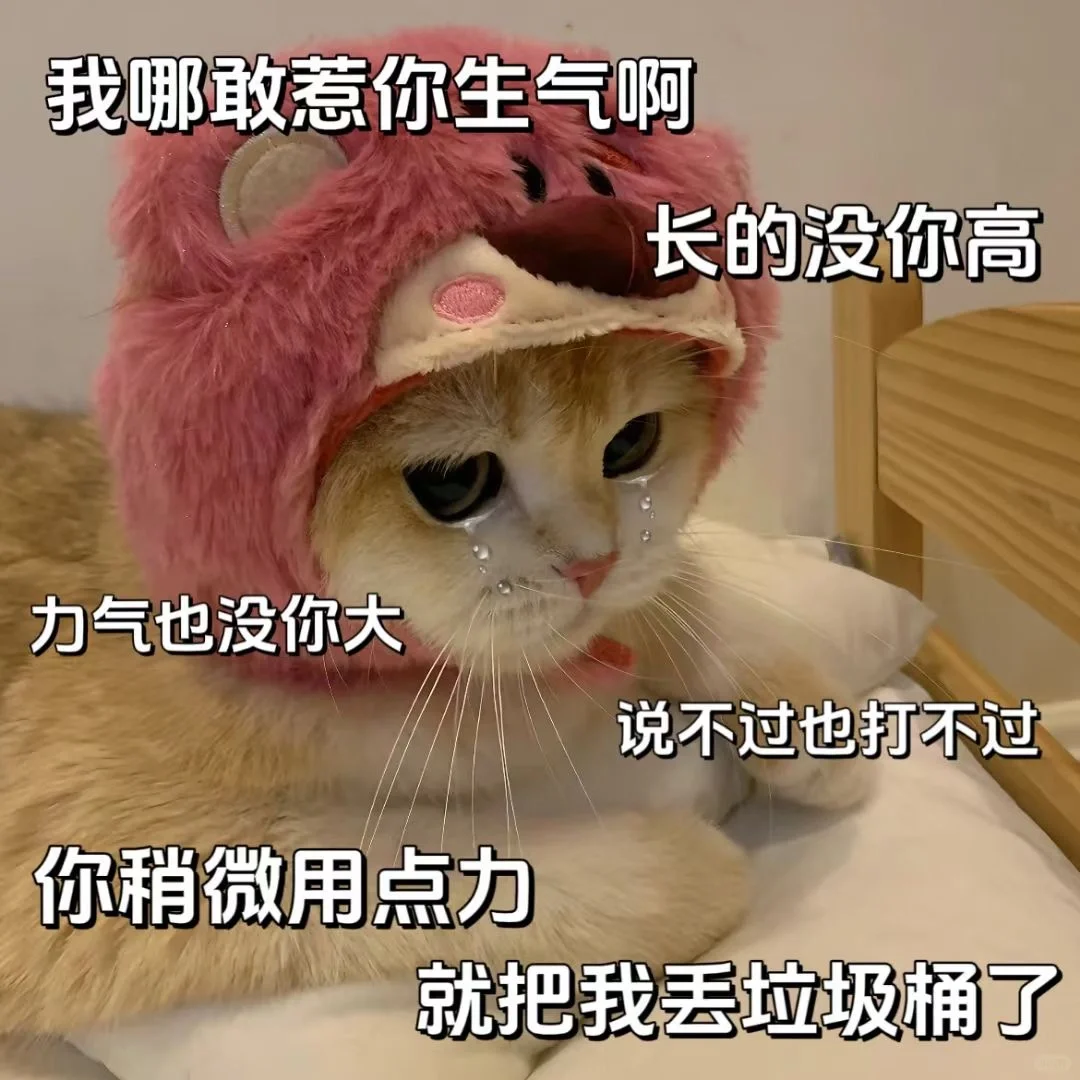 《猫咪表情包》