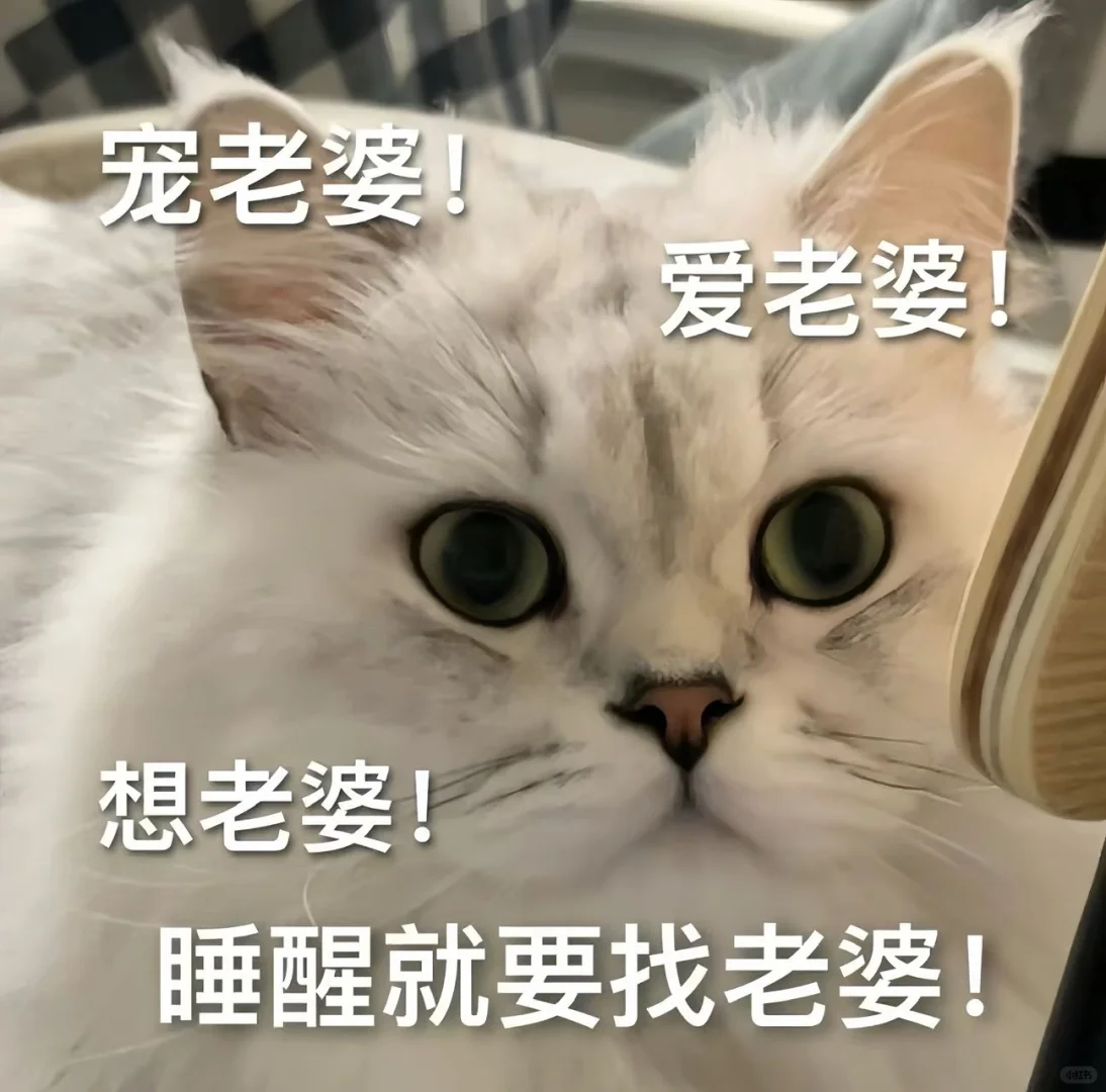 《猫咪表情包》