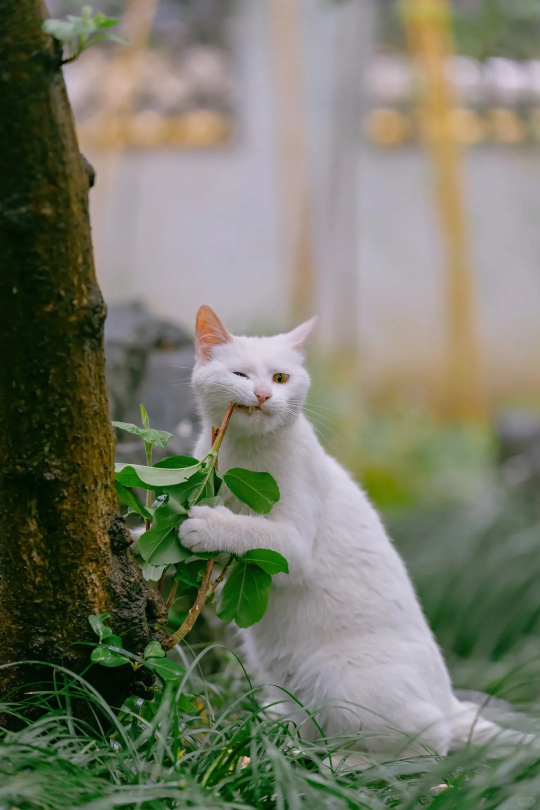 岁月静好的治愈系猫猫手机壁纸，岁月