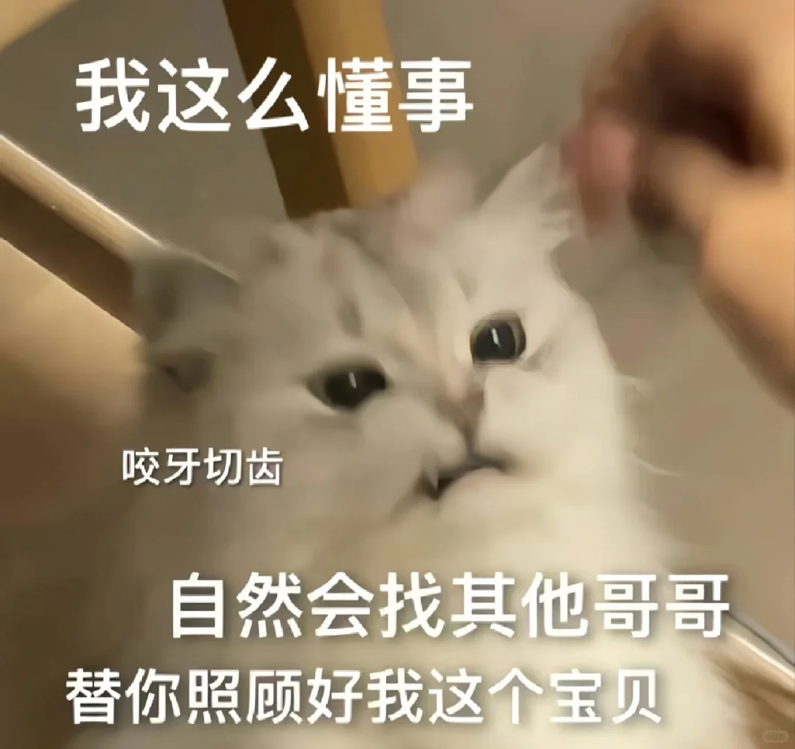 《猫咪表情包》