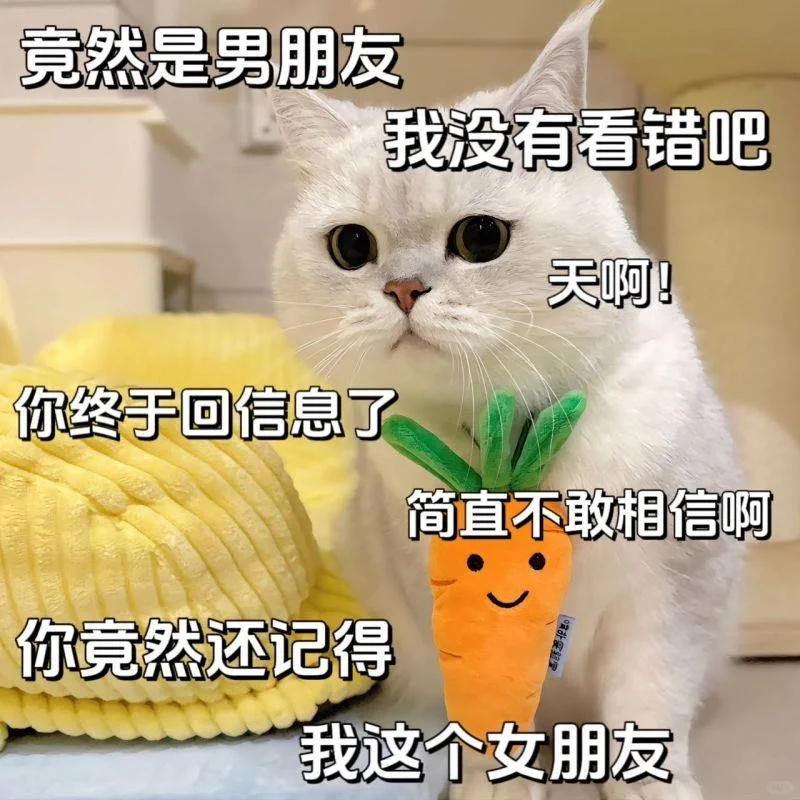 《猫咪表情包》