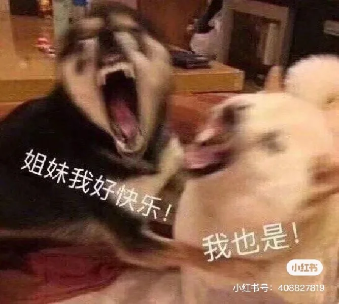 磕cp专属表情包