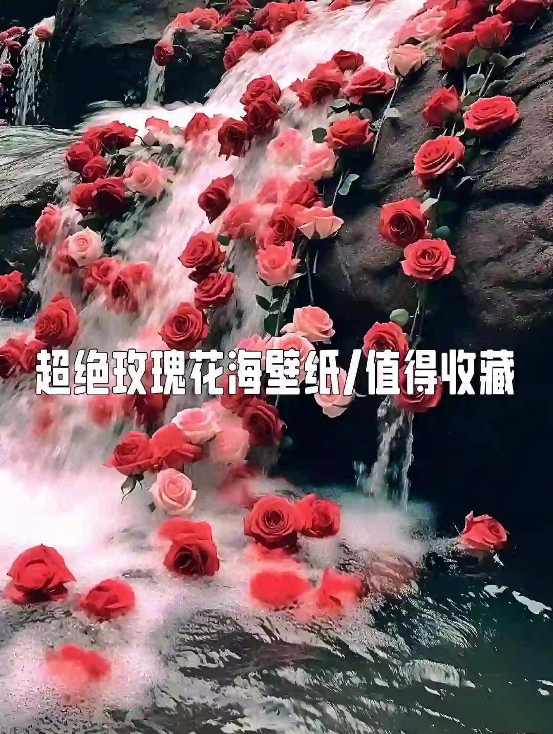 超绝玫瑰花海壁纸/值得收藏