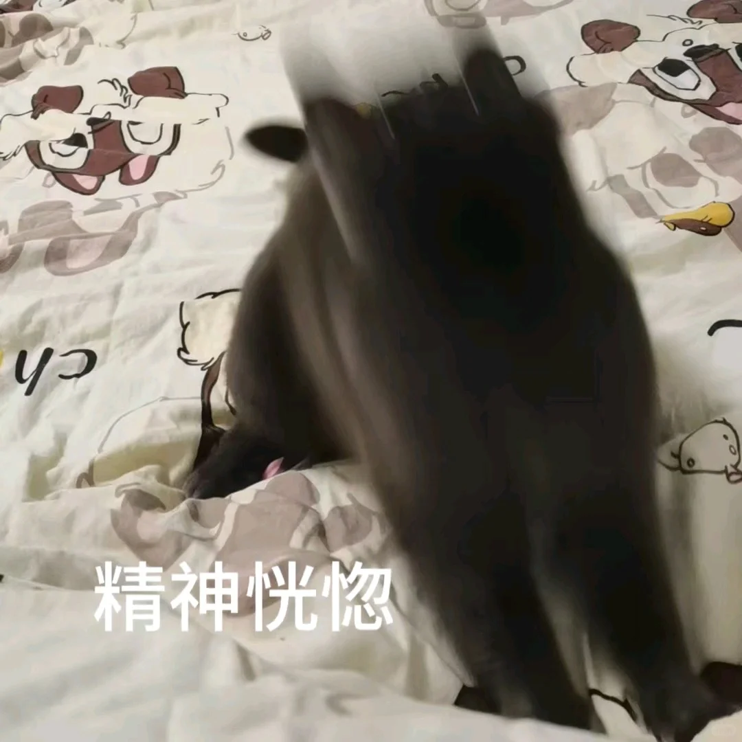 调皮小猫表情包合集