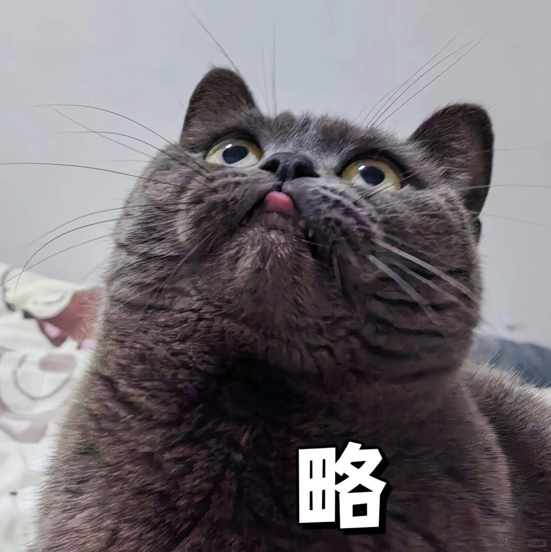 调皮小猫表情包合集