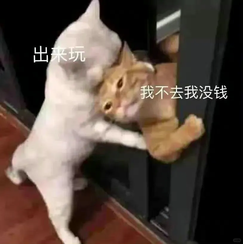 元气满满的猫咪表情包！！！