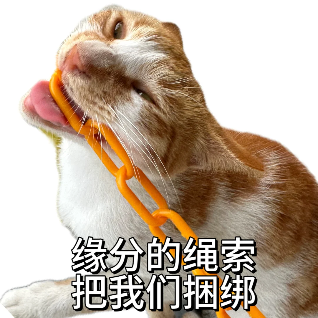 丑 没牙 没猫德的小猫专属表情包已上线