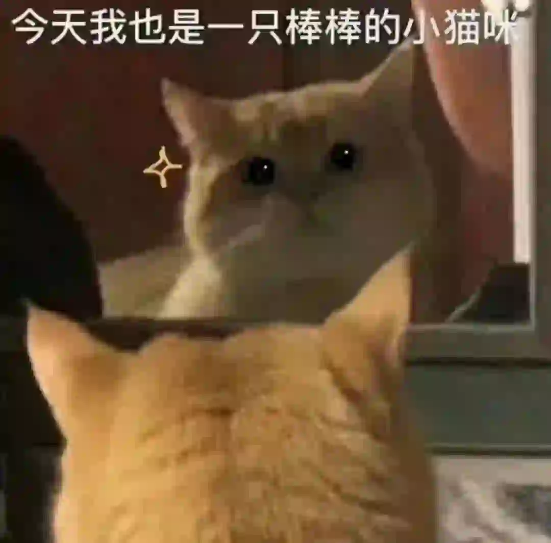 元气满满的猫咪表情包！！！