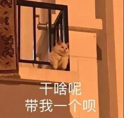 (ɔˆз(=^･ｪ･^=c)丨猫猫表情包