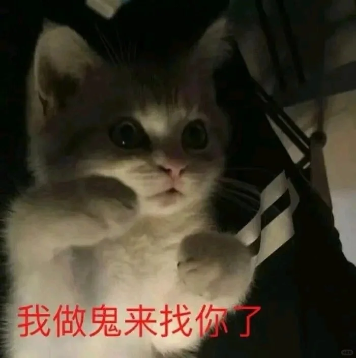 (ɔˆз(=^･ｪ･^=c)丨猫猫表情包