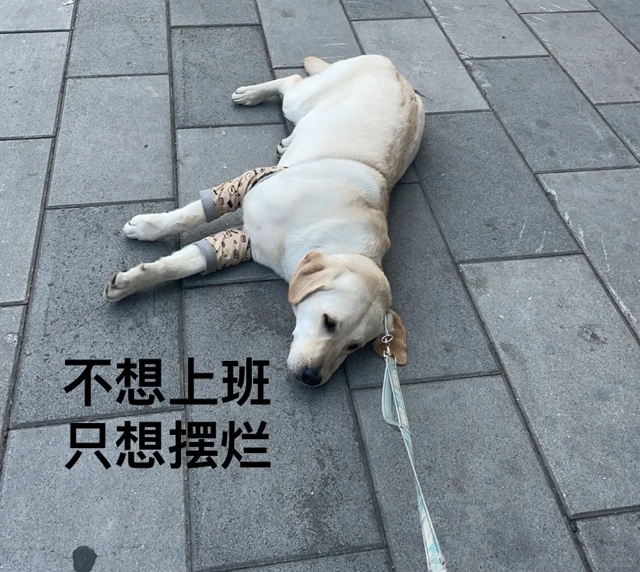 狗狗表情包分享出来