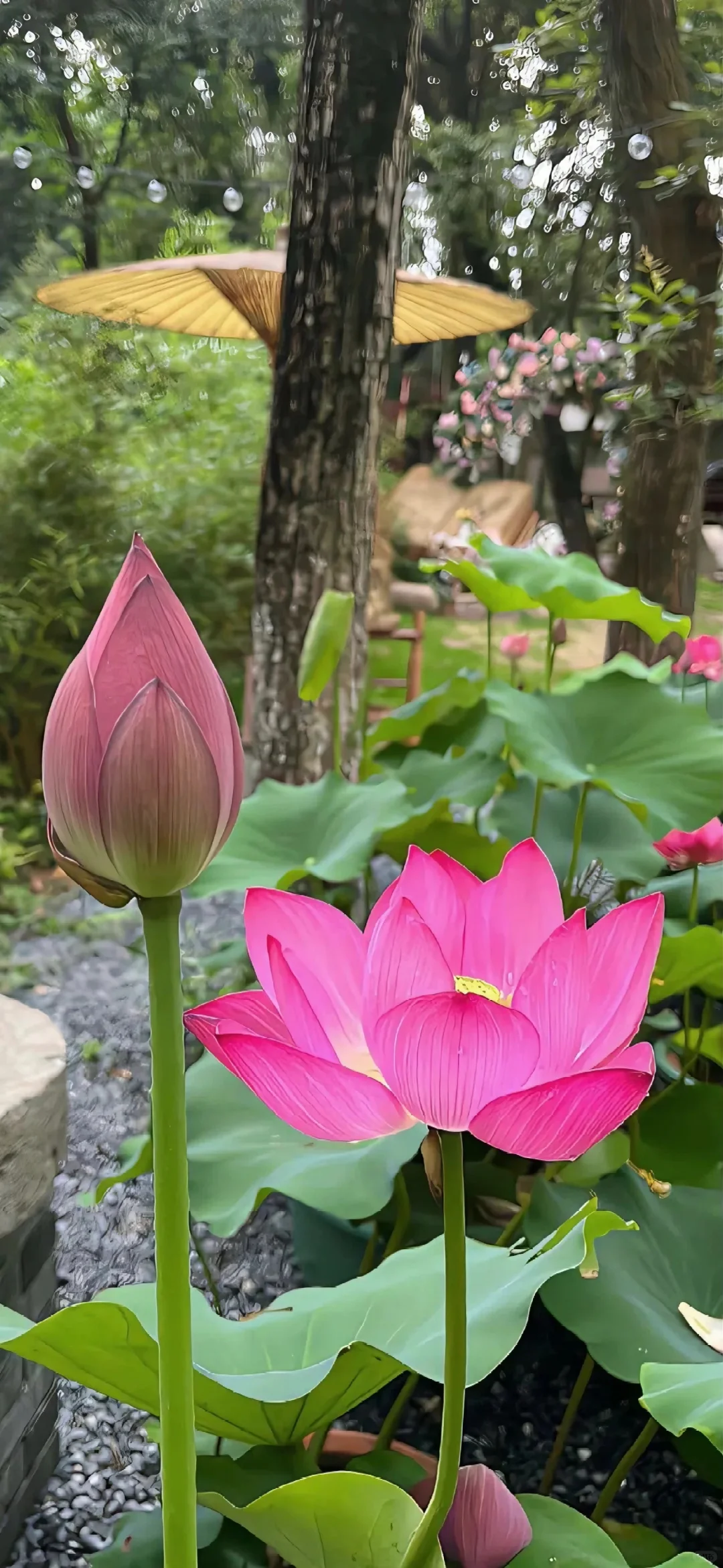 壁纸 | 夏日 荷花?