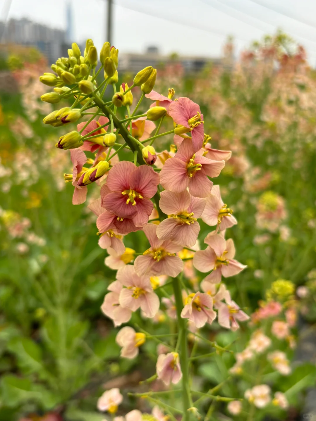 成都彩色油菜花