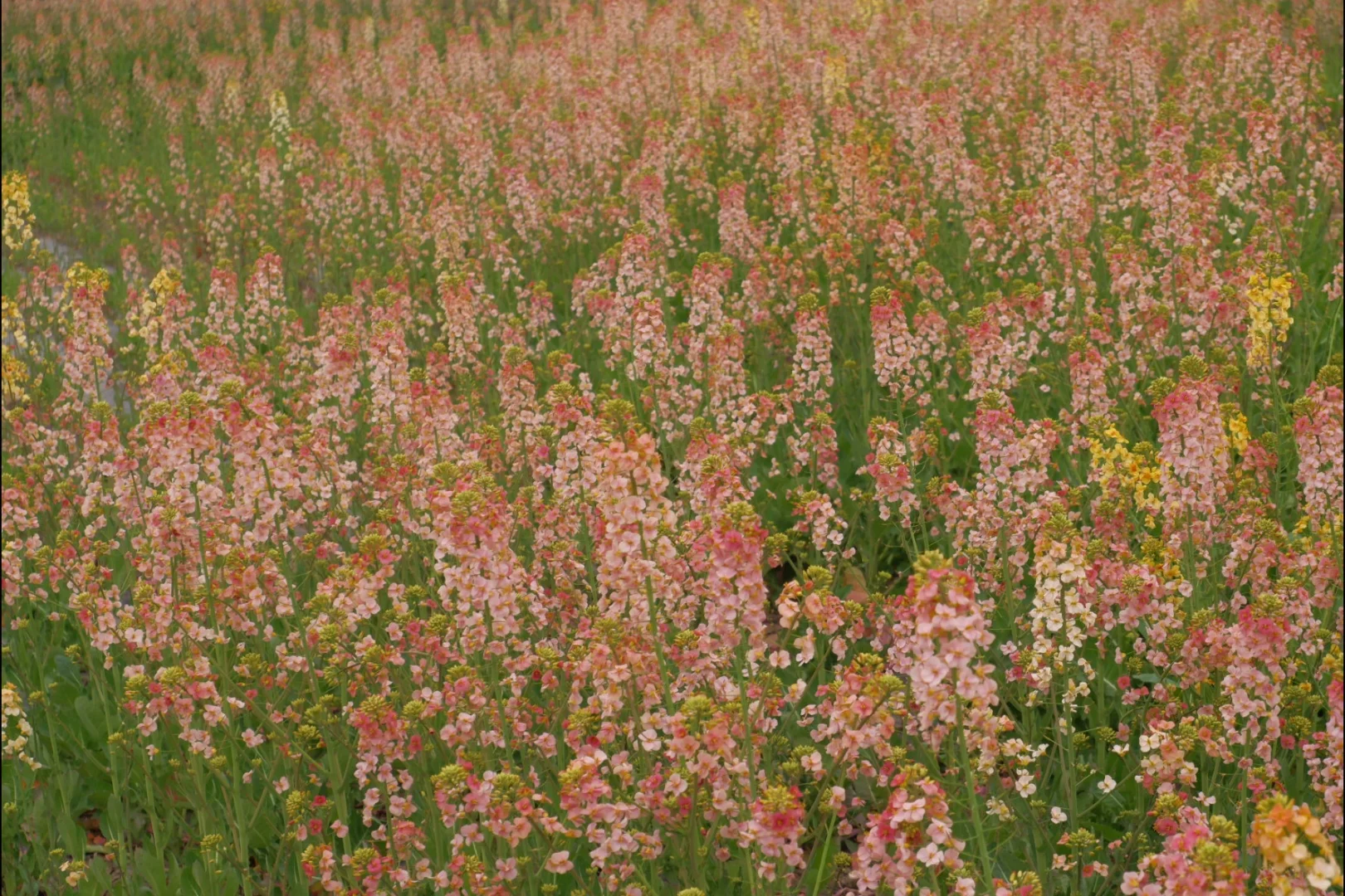 成都彩色油菜花