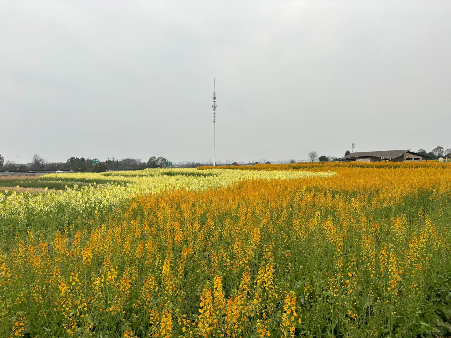 成都彩色油菜花