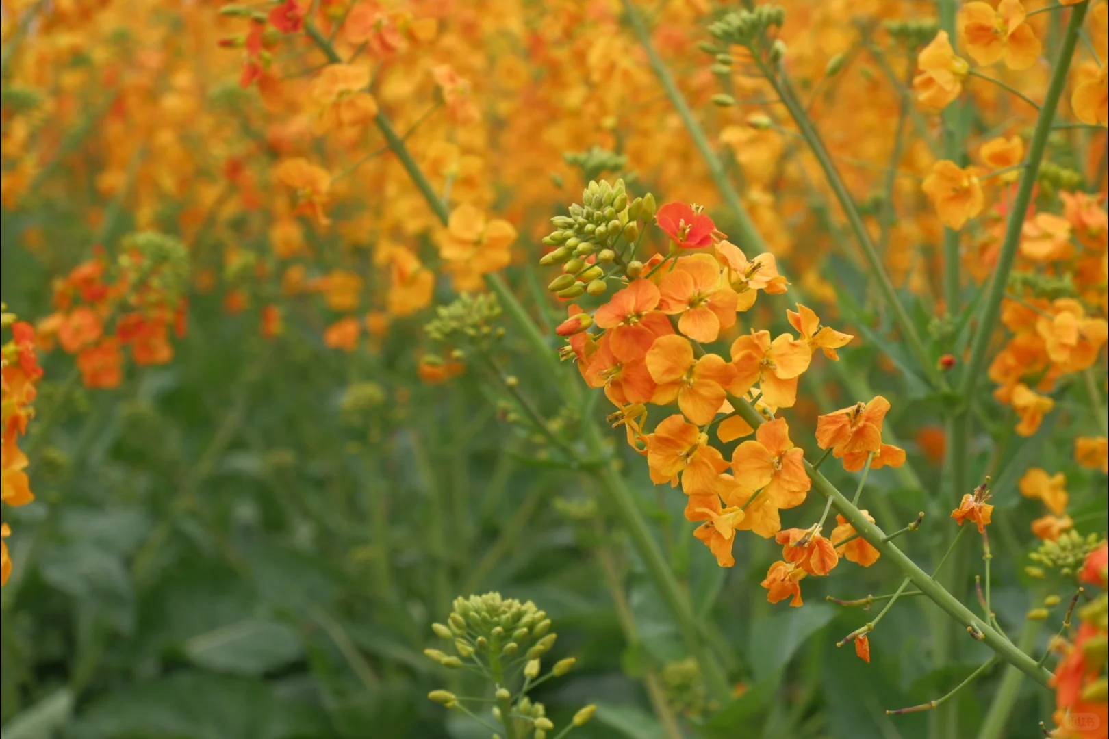 成都彩色油菜花