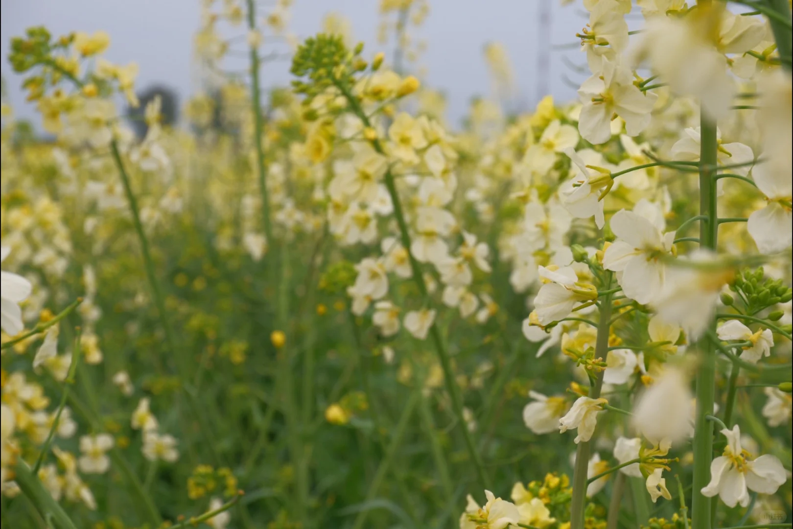 成都彩色油菜花