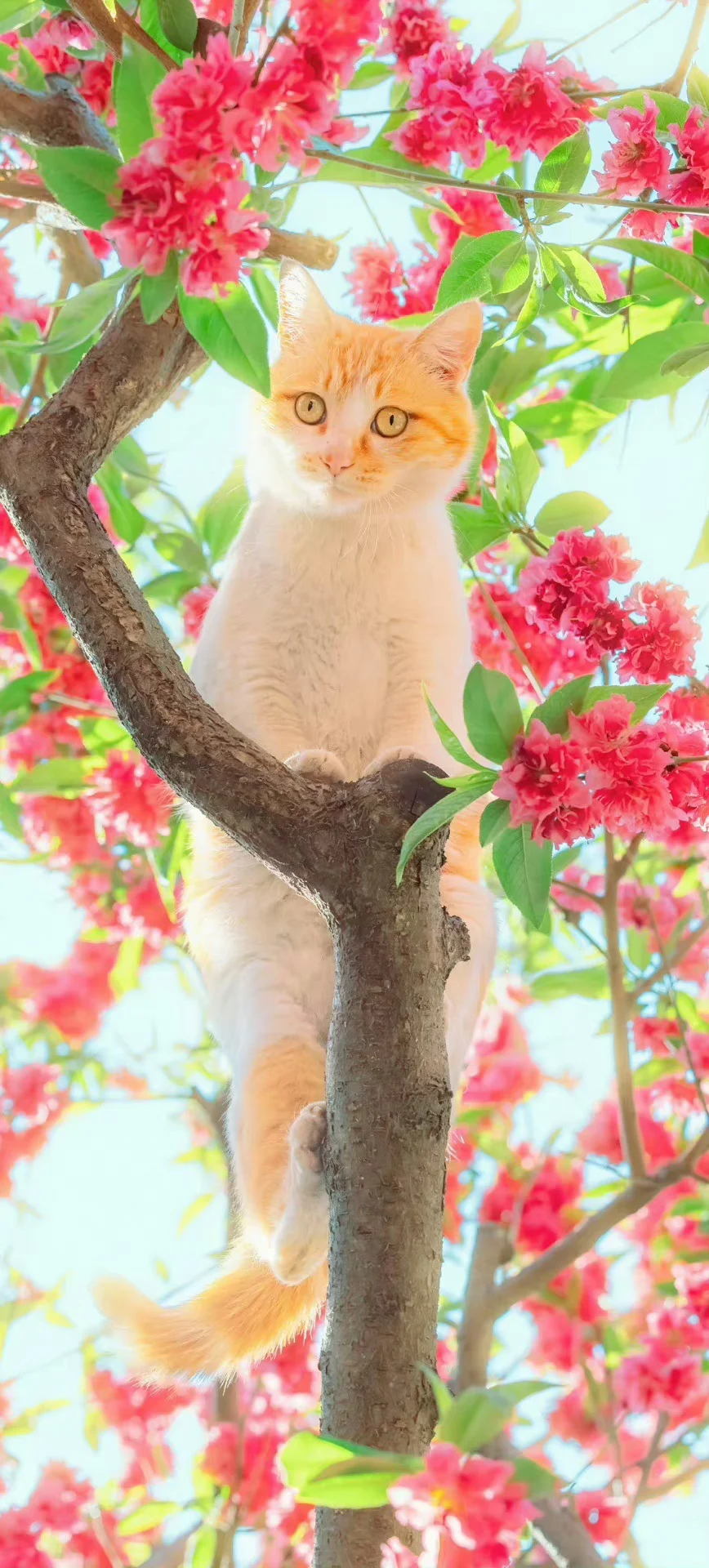 手机壁纸 夏日猫猫壁纸