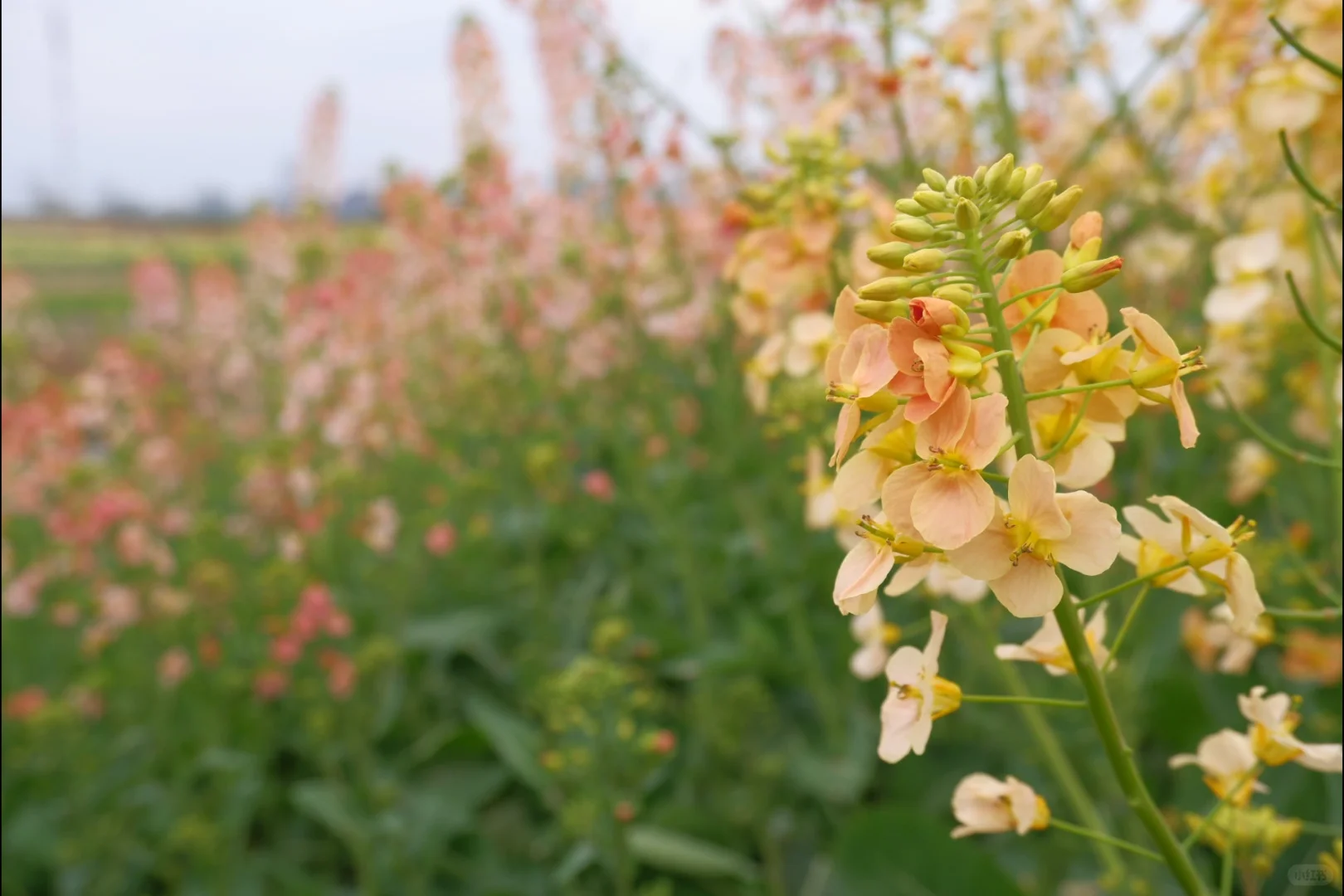 成都彩色油菜花