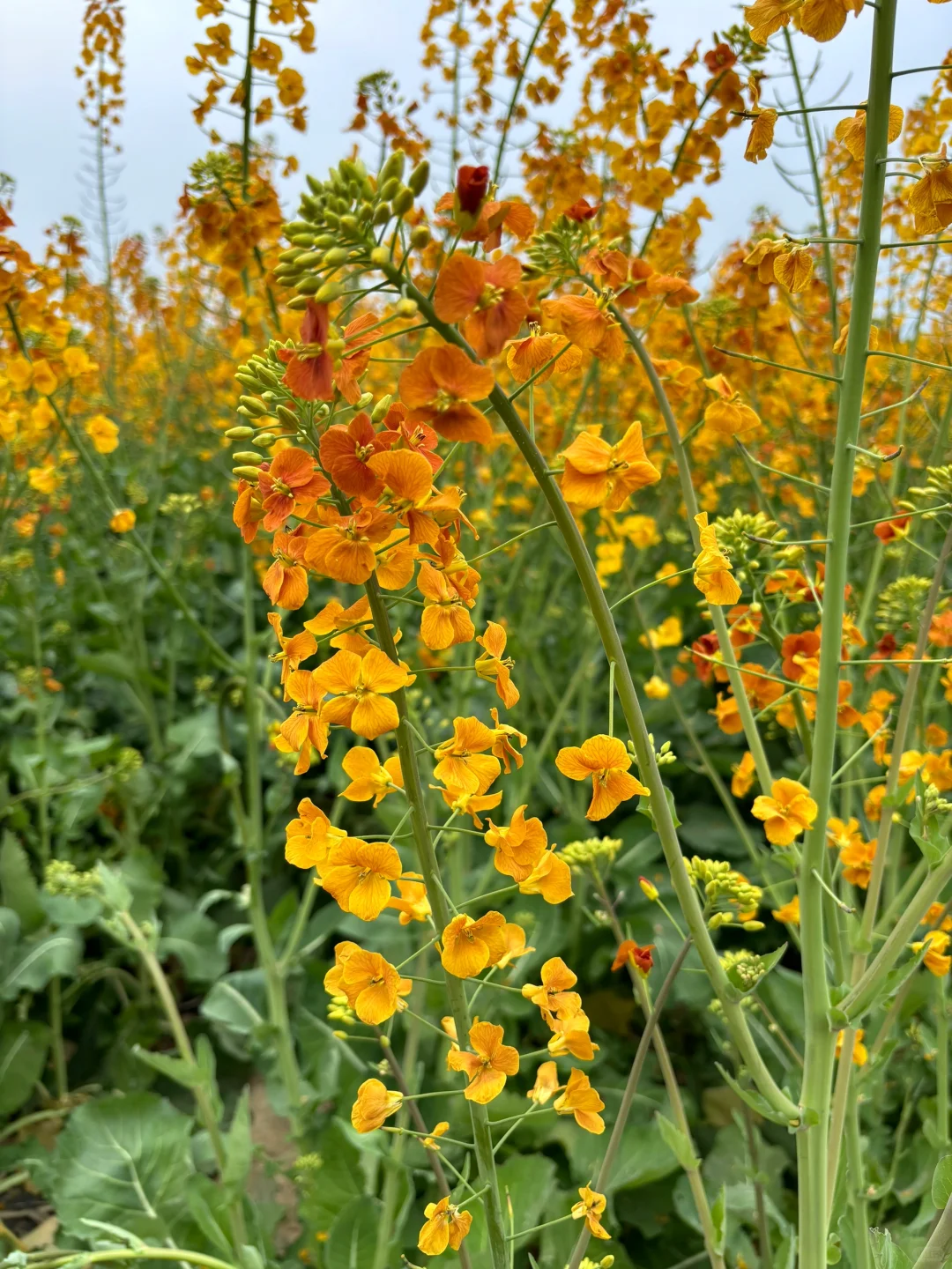 成都彩色油菜花