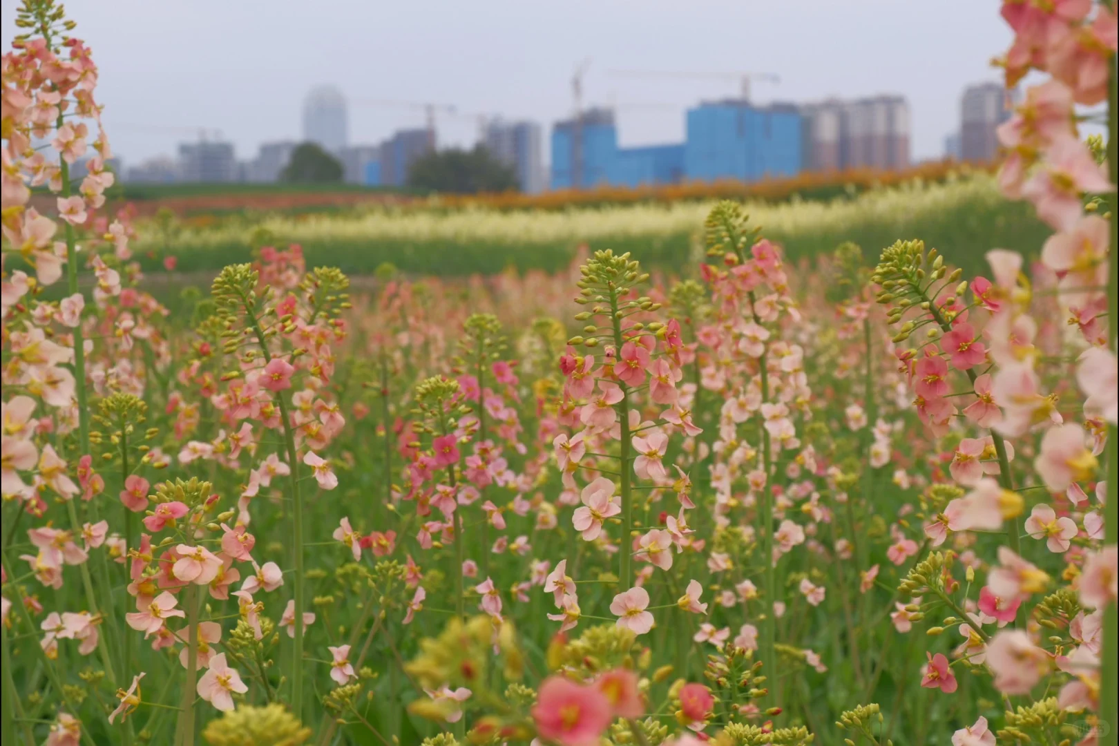 成都彩色油菜花