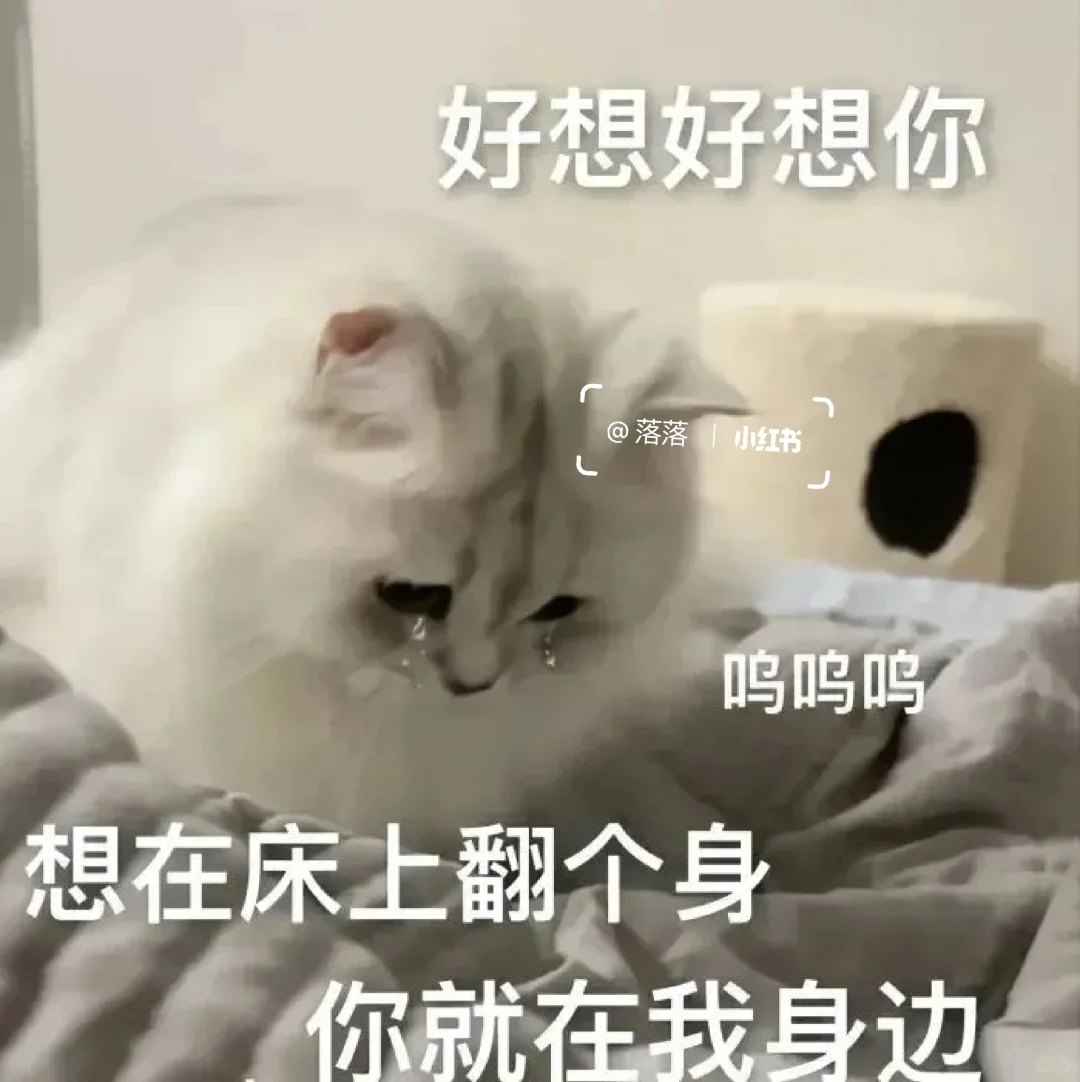 表情包Ⅰ调戏对象的可爱猫咪表情包