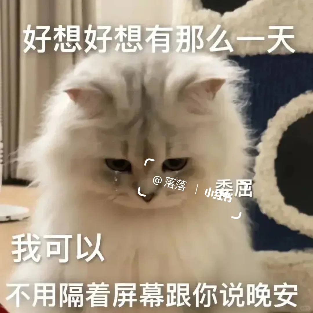 表情包Ⅰ调戏对象的可爱猫咪表情包