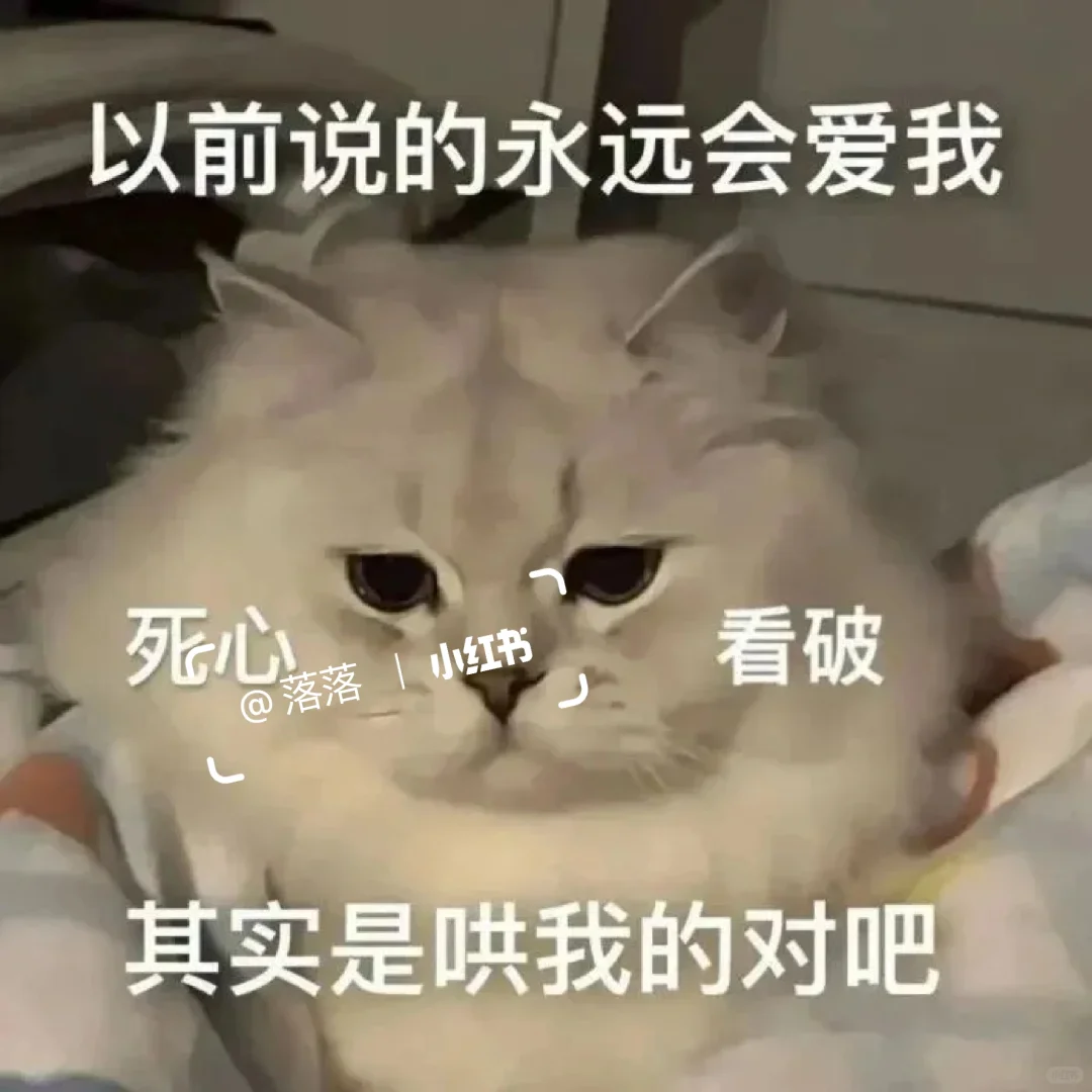 表情包Ⅰ调戏对象的可爱猫咪表情包