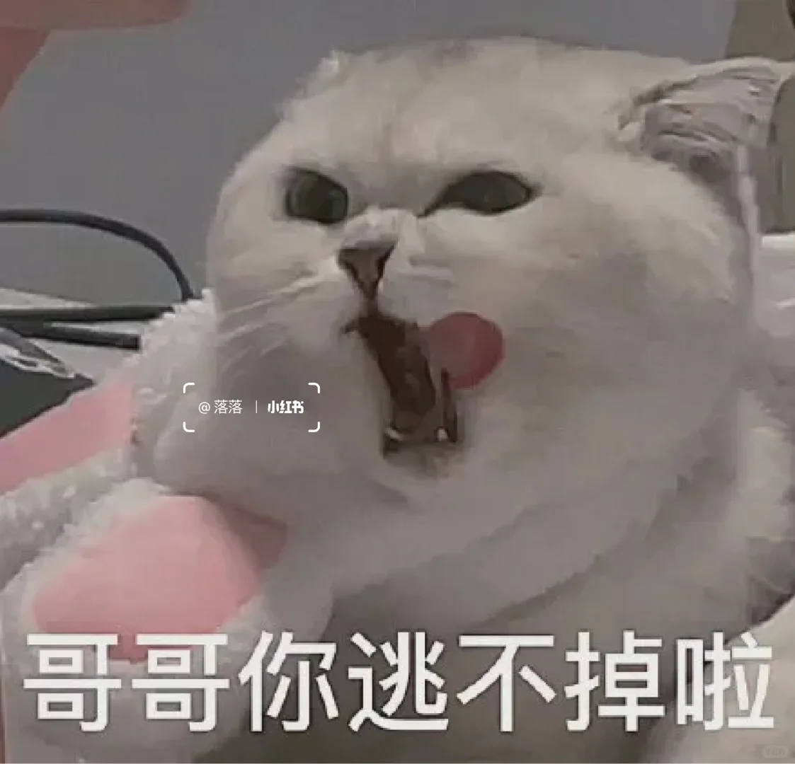 表情包Ⅰ调戏对象的可爱猫咪表情包