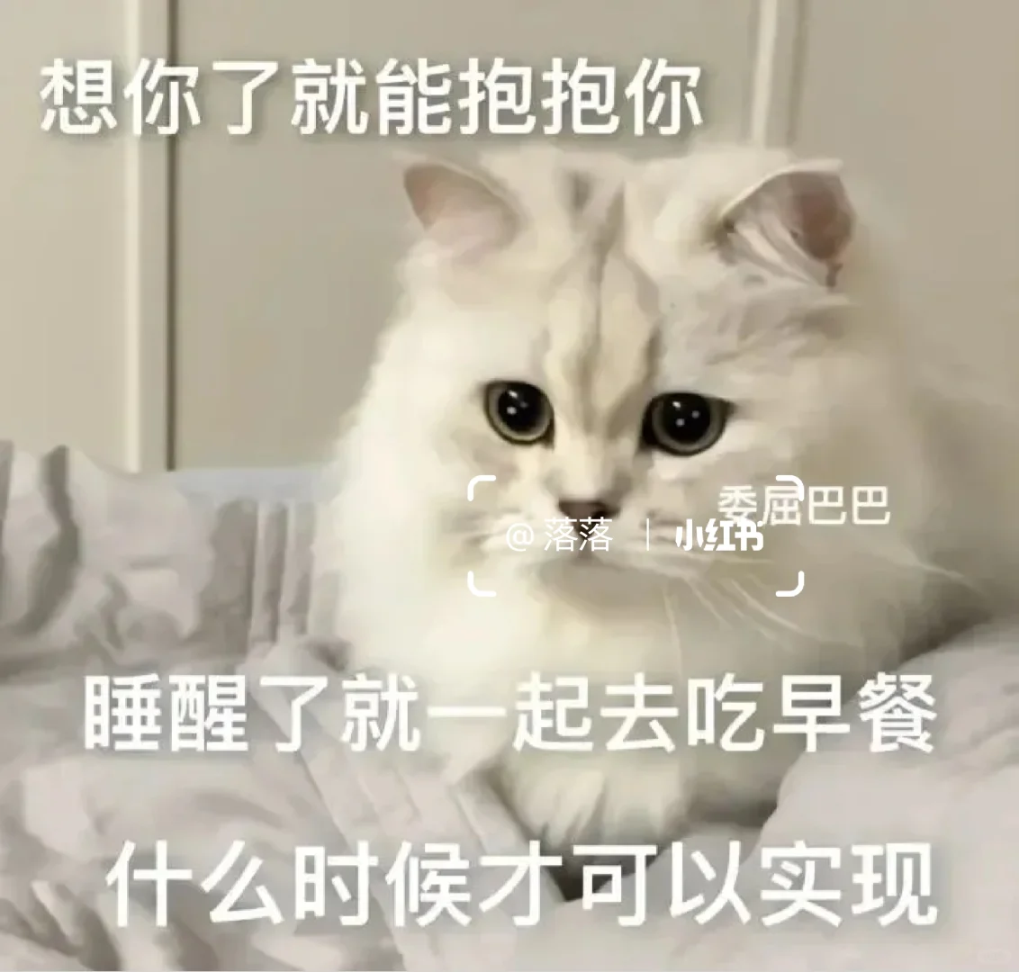 表情包Ⅰ调戏对象的可爱猫咪表情包