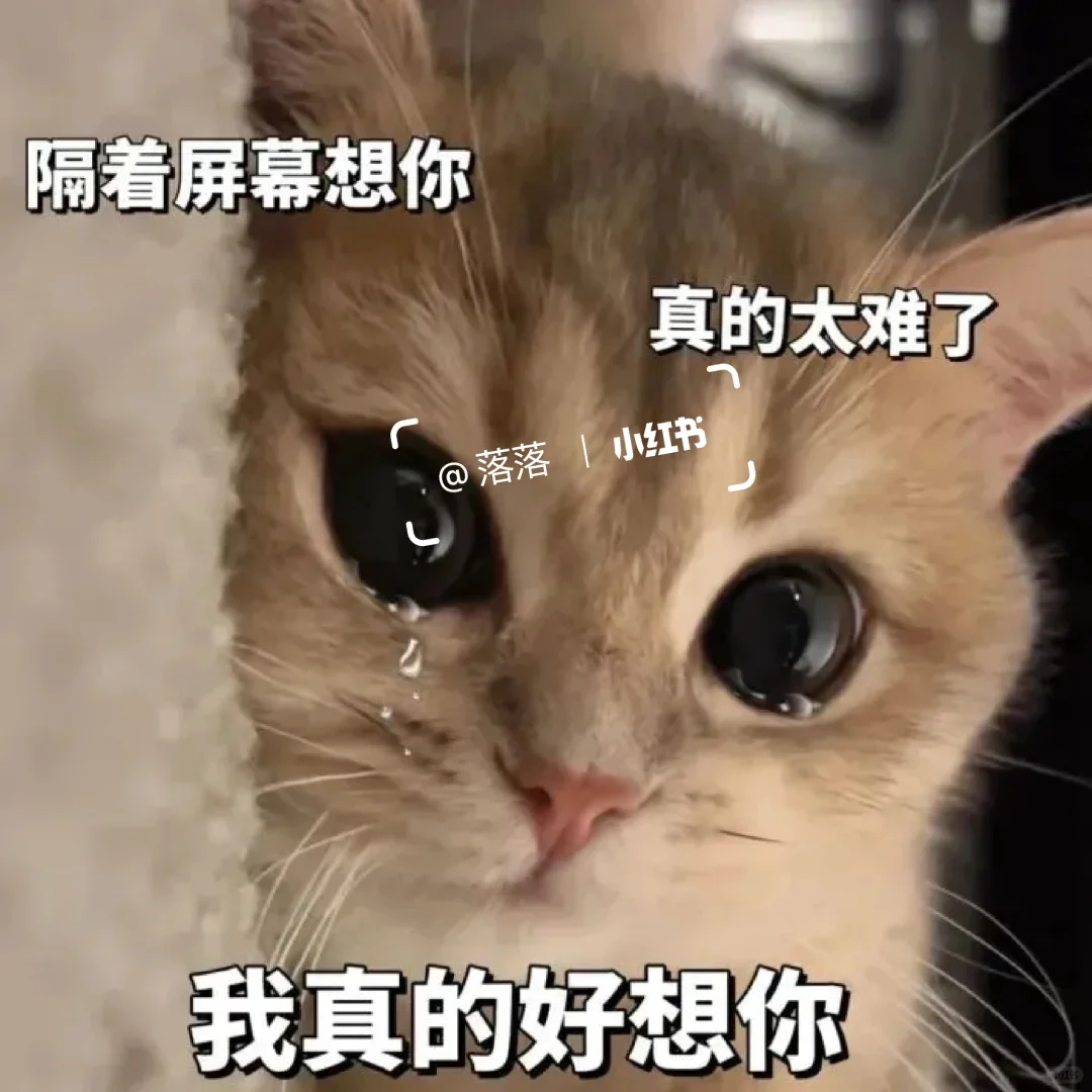 表情包Ⅰ调戏对象的可爱猫咪表情包