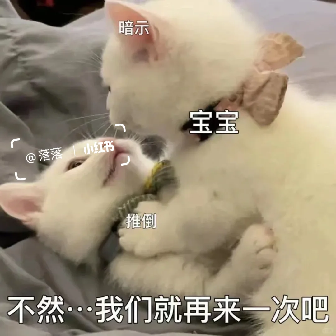 表情包Ⅰ调戏对象的可爱猫咪表情包