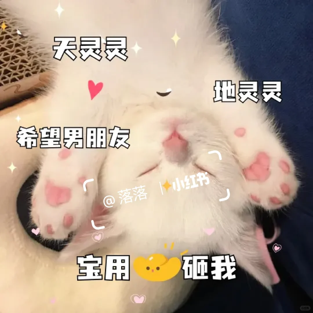 表情包Ⅰ调戏对象的可爱猫咪表情包