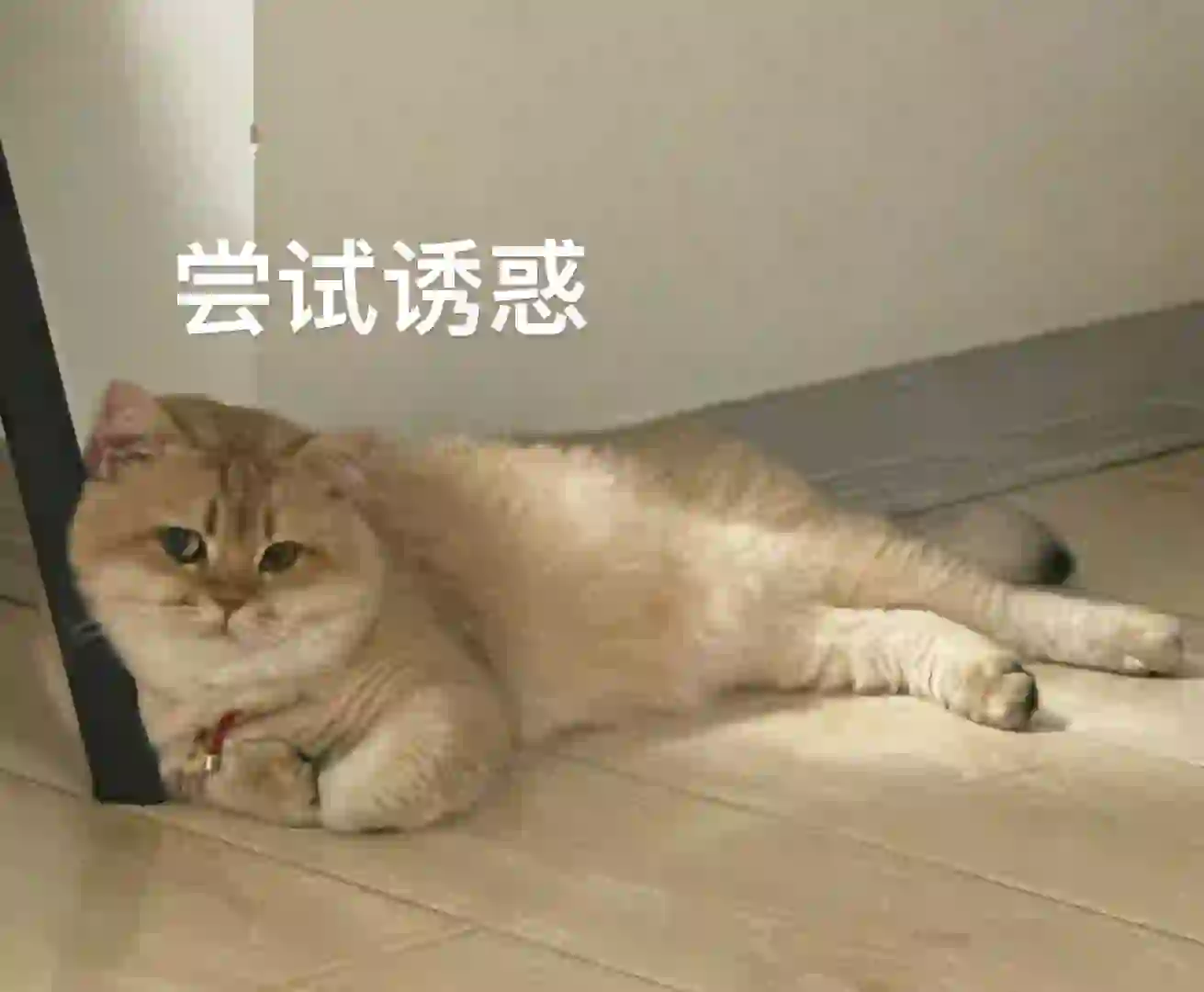 你们会用自家猫咪的表情包吗