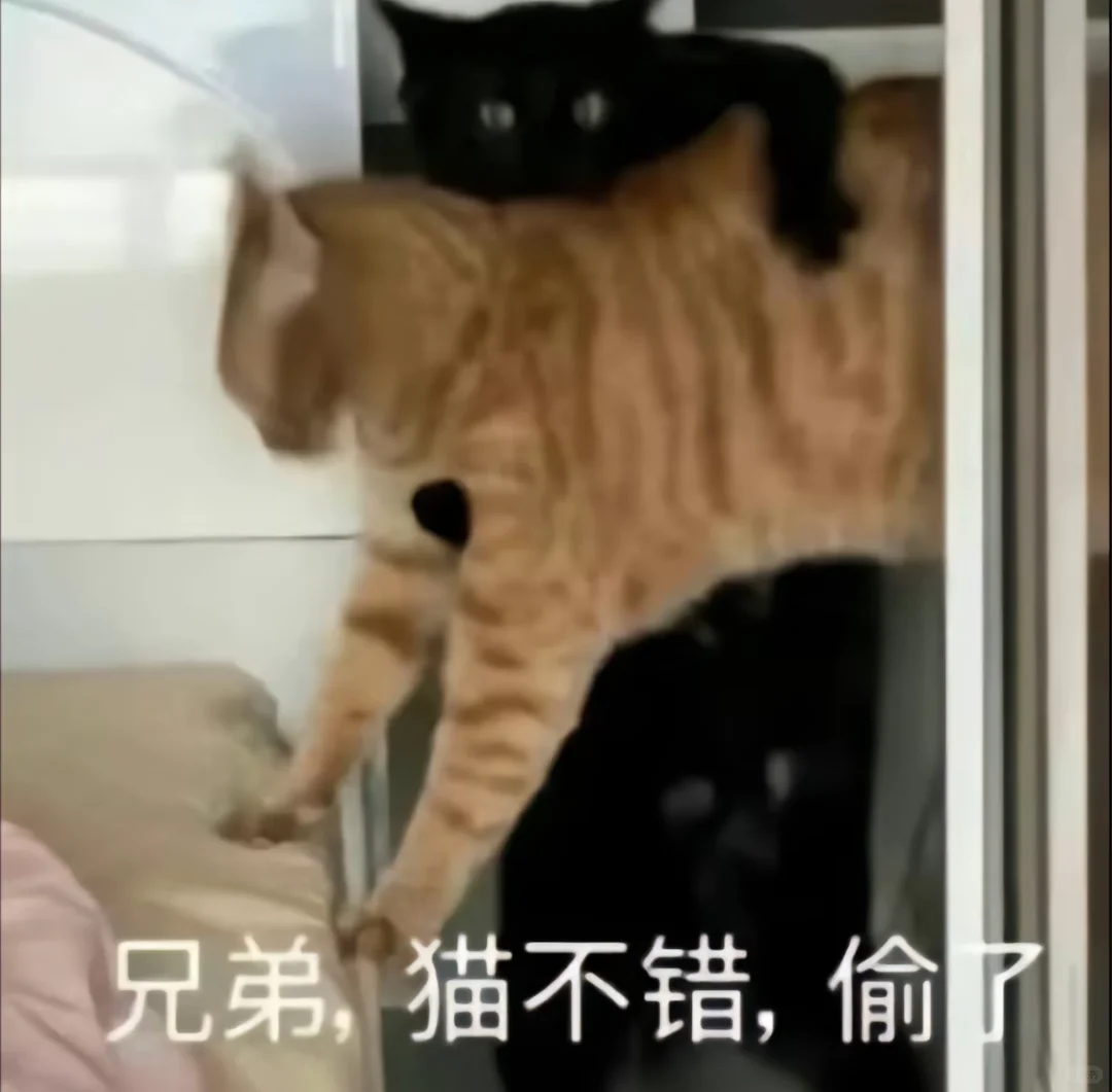 神经猫来了