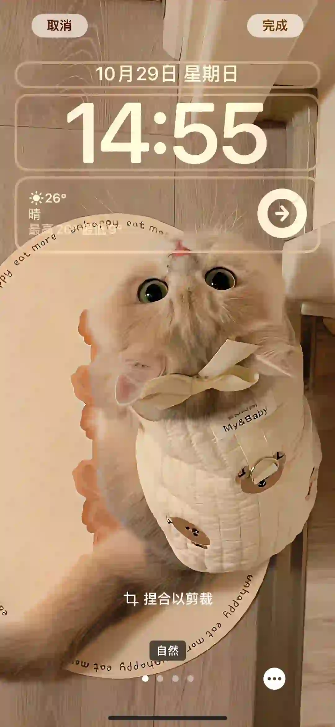 share•猫猫壁纸