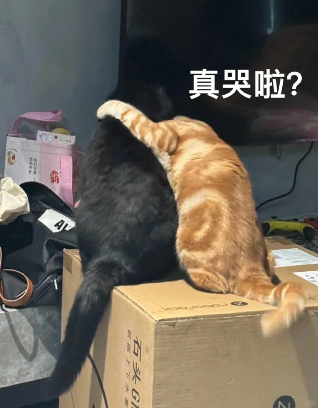 合法，但是有病‖猫咪表情包