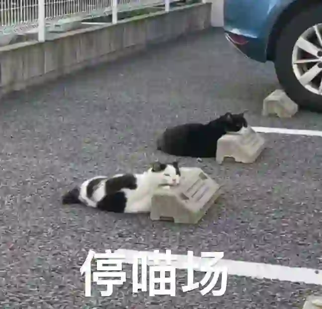 合法，但是有病‖猫咪表情包