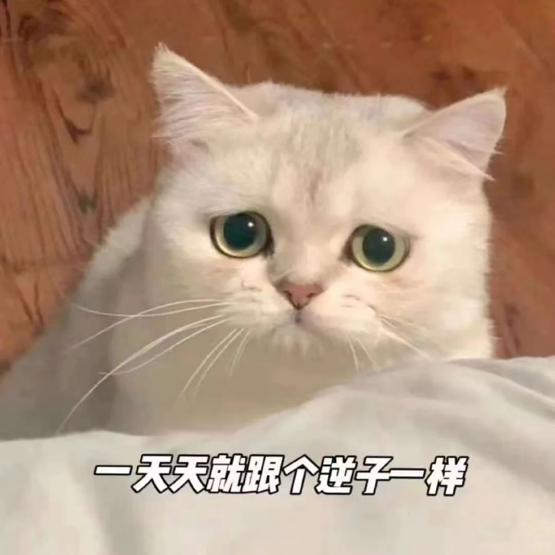 可爱猫咪?发给对象表情包