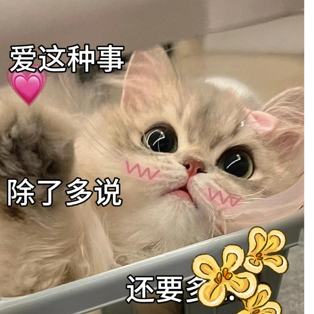 调戏男朋友的猫咪表情包