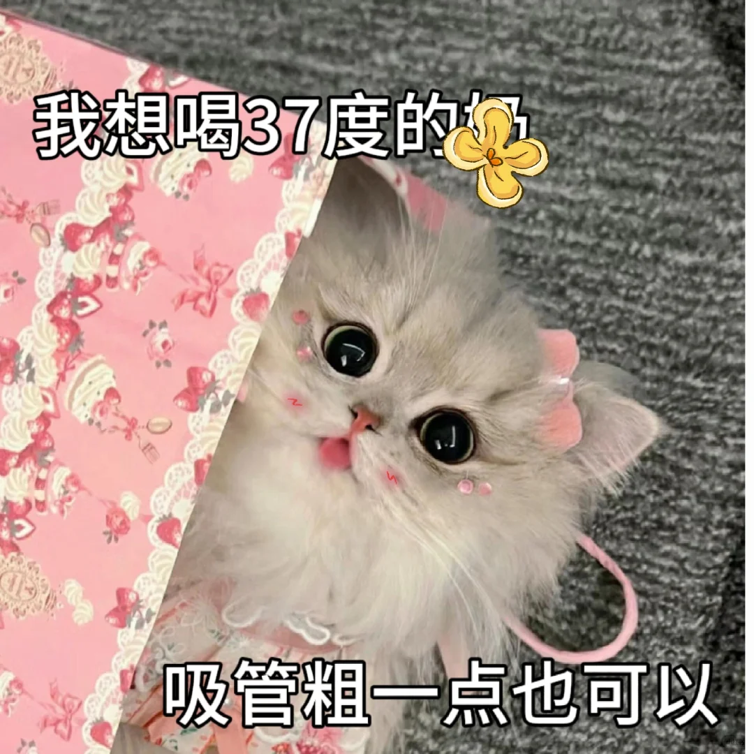 调戏男朋友的猫咪表情包