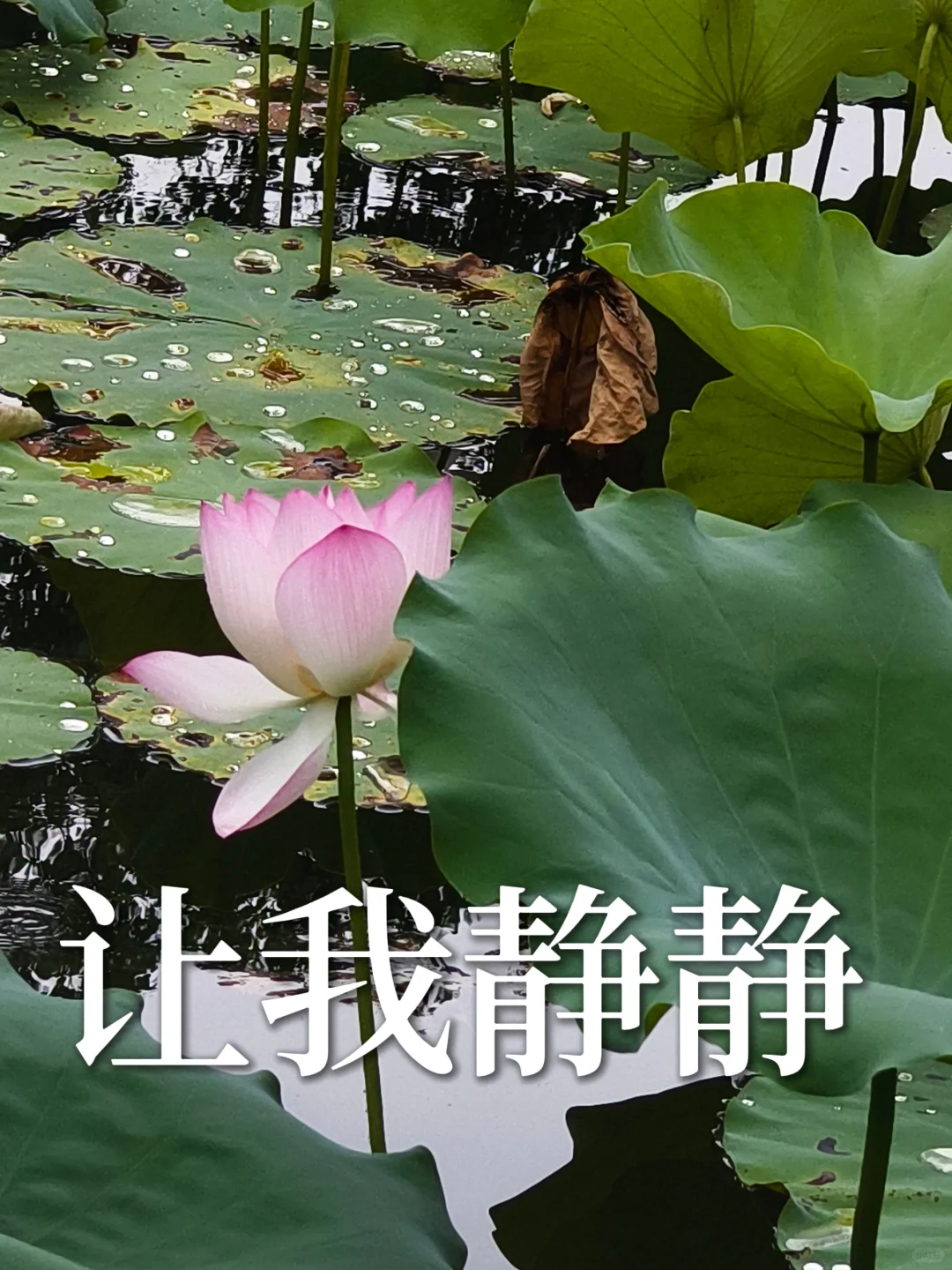 一些莲花表情包