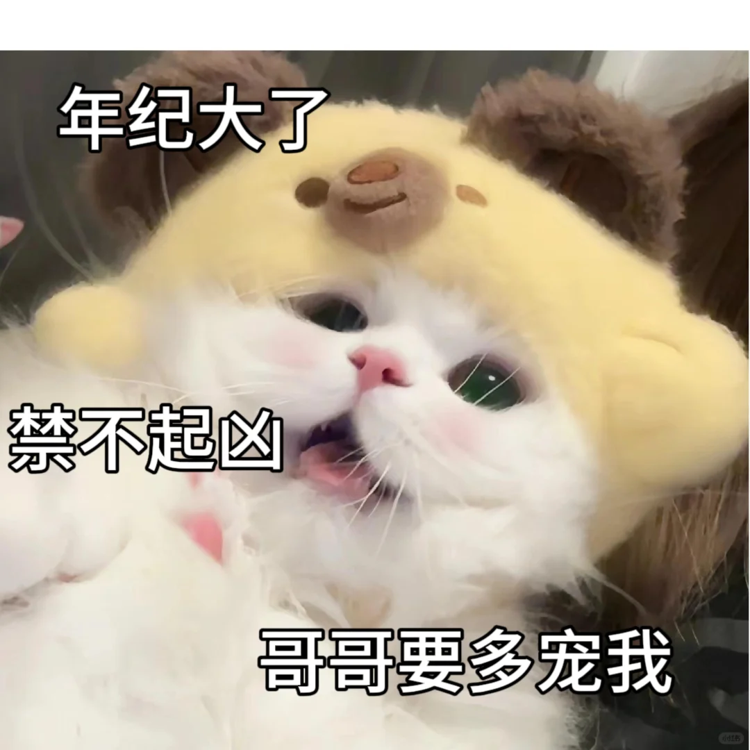 调戏男朋友的猫咪表情包