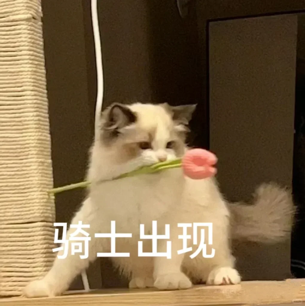 情侣互撩猫咪表情包