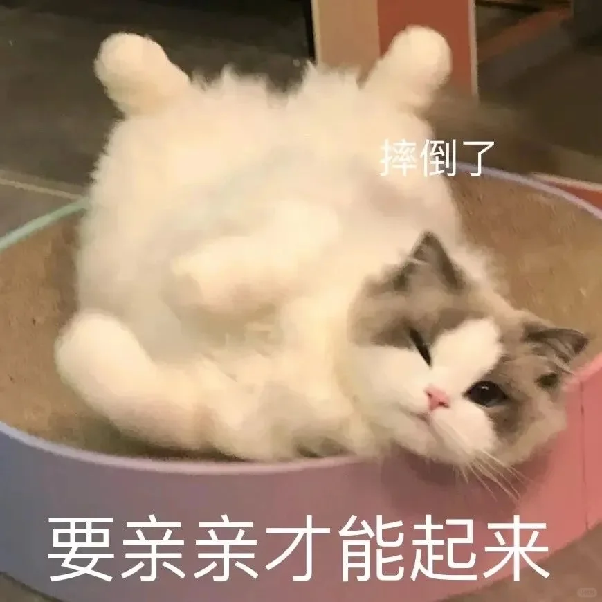 情侣互撩猫咪表情包