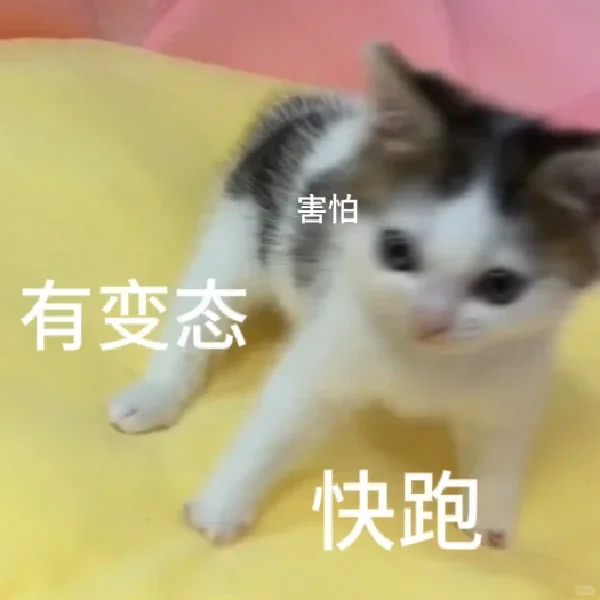 表情包｜猫猫第二弹