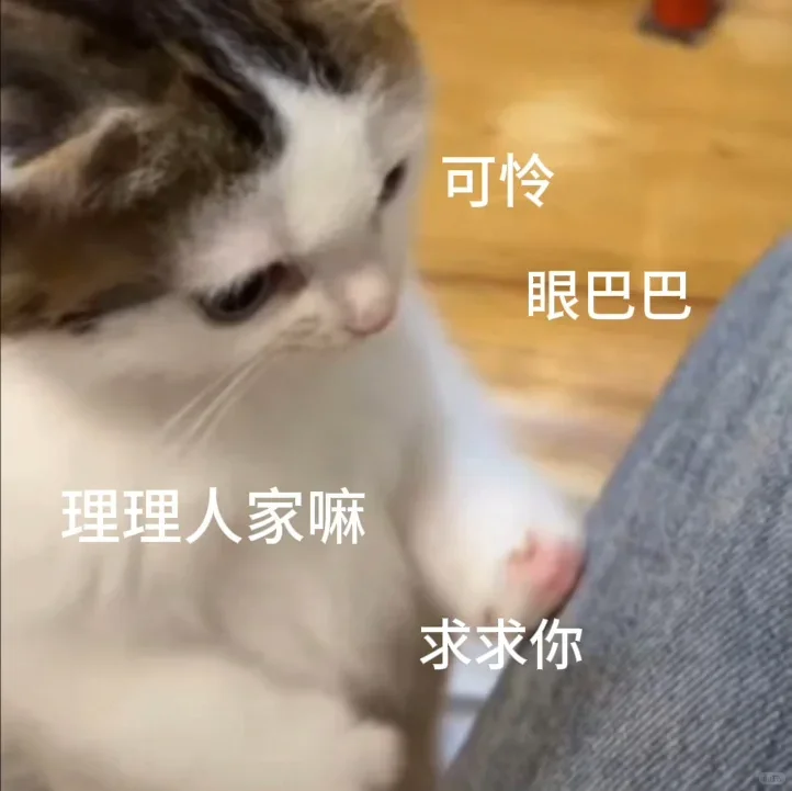 表情包｜猫猫第二弹