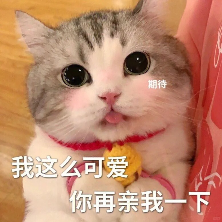 谁能拒绝小猫咪呢?小情侣必备表情包