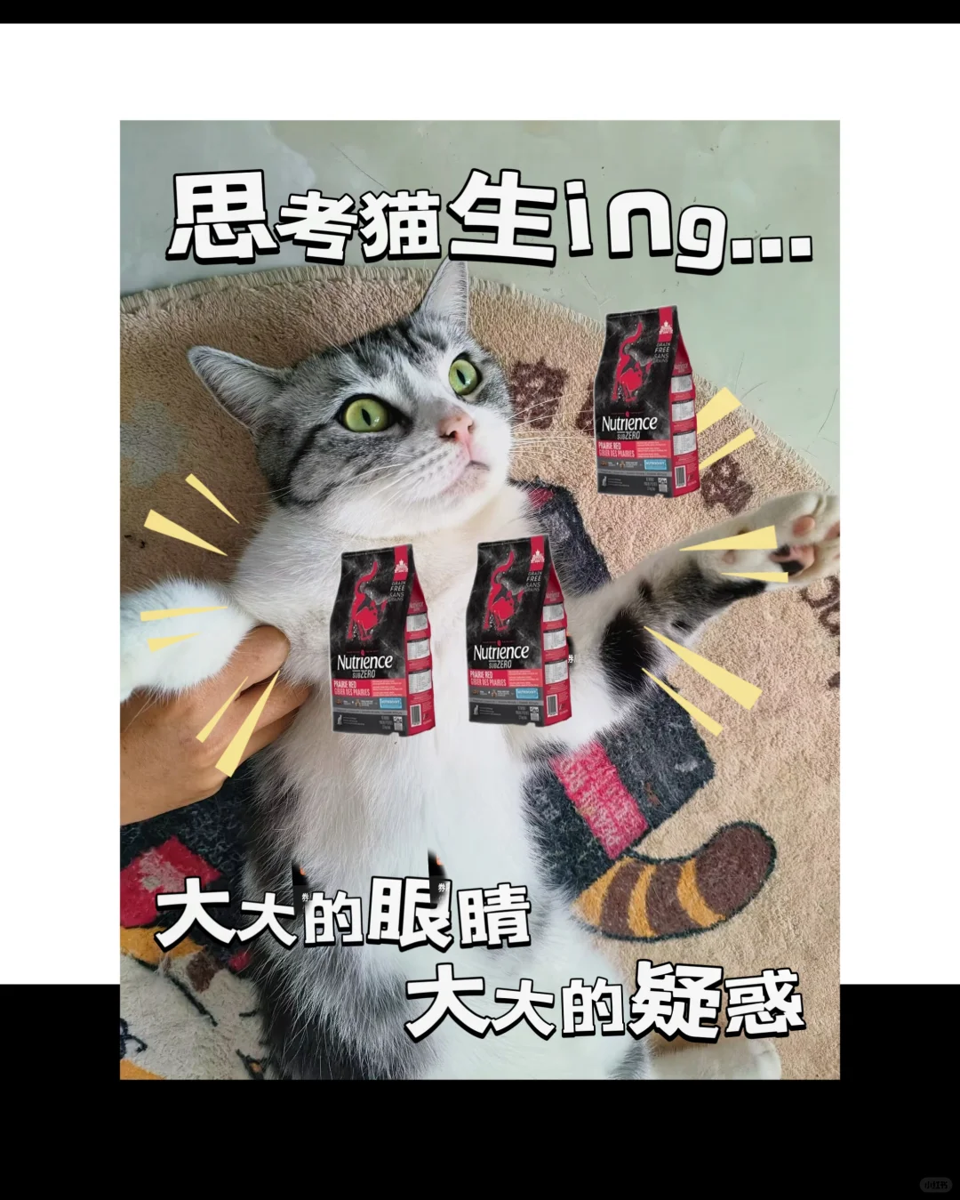 表情包还是得看我家猫#纽翠斯